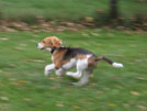Beaglewelpe rennt 